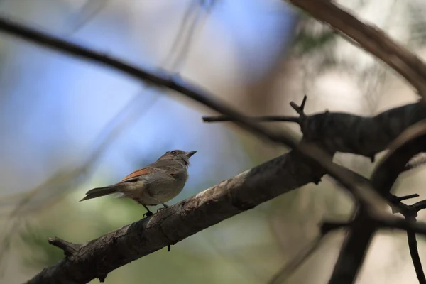 Australian Golden Whistler (Pachycephala pectoralis) en Australia —  Fotos de Stock