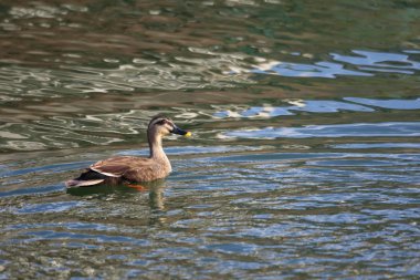 Doğu Spot gagalı ördek (Anas zonorhyncha) Japonya'da