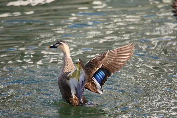 Ανατολικό σημείο-τιμολογημένος Duck (Anas zonorhyncha) στην Ιαπωνία — Φωτογραφία Αρχείου