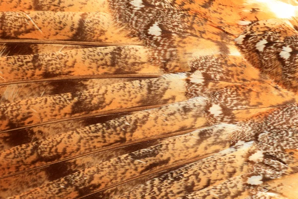 Feather of Barn Owl (Tyto alba) — Stock Photo, Image
