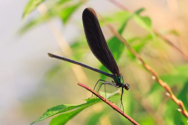 Japonya'da haiku zarif kızböcekleri (Calopteryx atrata) — Stok fotoğraf