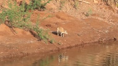 Çevik kanguru (Macropus agilis) Darwin, Avustralya