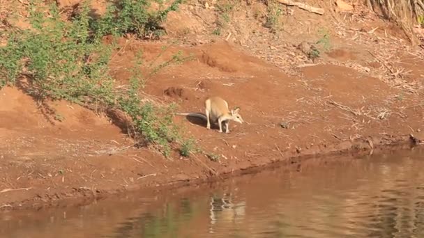 Agile Wallaby (Macropus agilis) i Darwin, Australia — Stockvideo