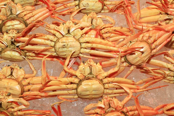 Sneeuwkrab (Chionoecetes opilio) in Japan — Stockfoto