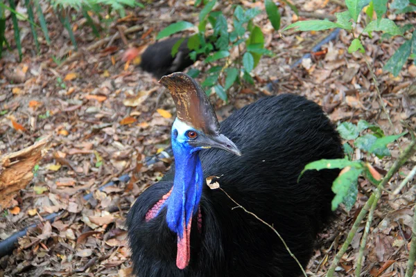 Cassowary meridional (Casuarius casuarius) en Cairns, Australia — Foto de Stock