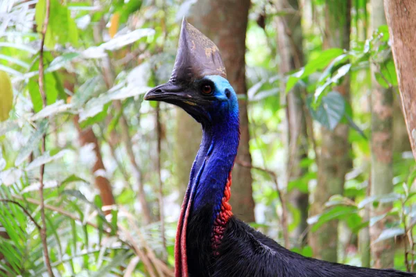 Casoar austral (Casuarius casuarius) à Cairns, Australie — Photo