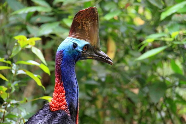 Cairns, Avustralya Güney Cassowary (Casuarius casuarius) — Stok fotoğraf