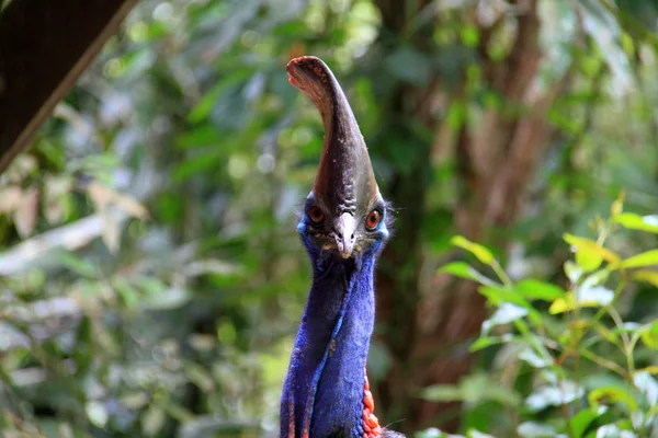 Cassowary meridional (Casuarius casuarius) en Cairns, Australia — Foto de Stock