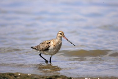 Japonya'da Bar kuyruklu çulluğu (Limosa lapponica)