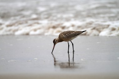 Japonya'da Bar kuyruklu çulluğu (Limosa lapponica)
