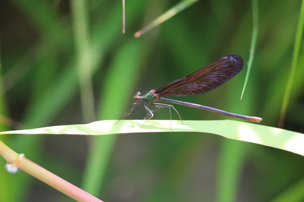 Japão de libelinha Calopteryx japonica — Fotografia de Stock