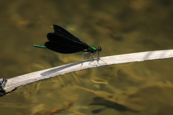 일본에서 Calopteryx japonica damselfly — 스톡 사진