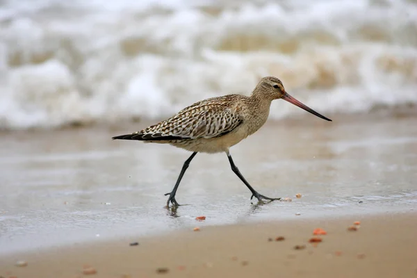 Bar-tailed Myrspov (Limosa lapponica) i Japan — Stockfoto