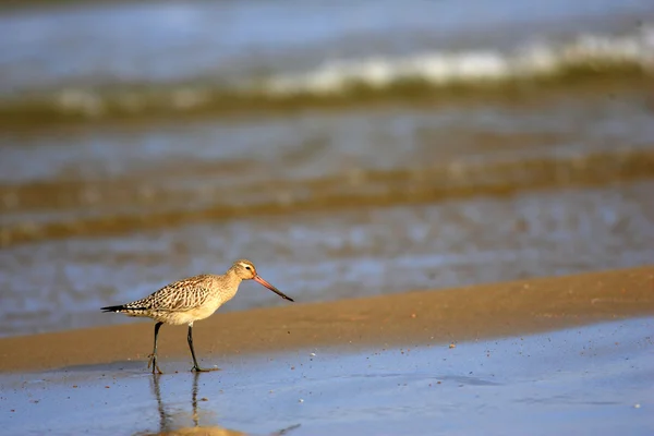 Bar-tailed Myrspov (Limosa lapponica) i Japan — Stockfoto