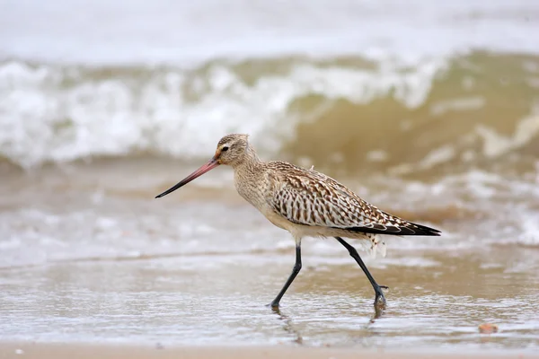 Godwit à queue barrée (Limosa lapponica) au Japon — Photo