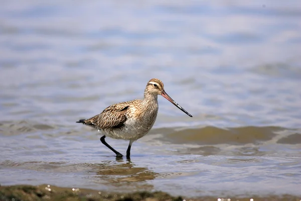 Godwit à queue barrée (Limosa lapponica) au Japon — Photo