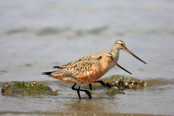 Godwit dalla coda a barra (Limosa lapponica) in Giappone — Foto Stock