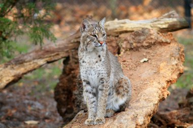 Bobcat veya Bay Lynx