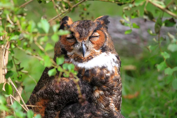 Great Horned Owl (Bubo virginianus) in Florida, America — стоковое фото