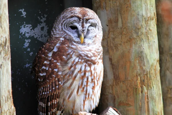 Northern Barred Owl (Strix varia) во Флориде, Северная Америка — стоковое фото