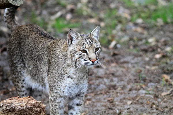 Bobcat or Bay Lynx — Stock Photo, Image