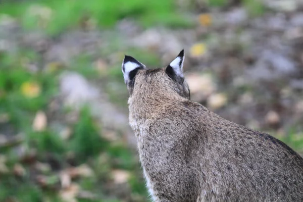 Bobcat або затоку рись — стокове фото