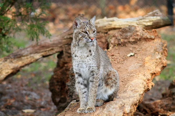 Bobcat o Bay Lynx — Foto Stock