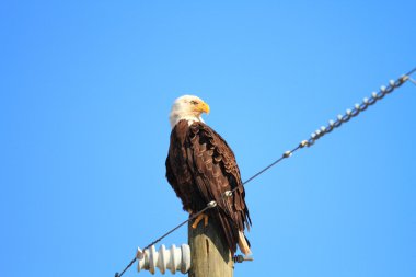 Kel kartal (Haliaeetus leucocephalus) Florida, Kuzey Amerika