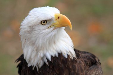 Kel kartal (Haliaeetus leucocephalus) Florida, Kuzey Amerika