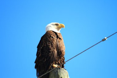 Kel kartal (Haliaeetus leucocephalus) Florida, Kuzey Amerika