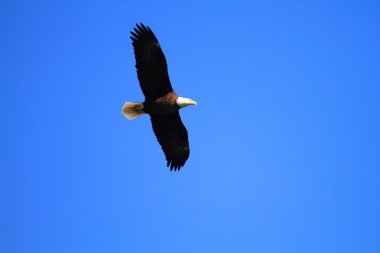 Kel kartal (Haliaeetus leucocephalus) Florida, Kuzey Amerika