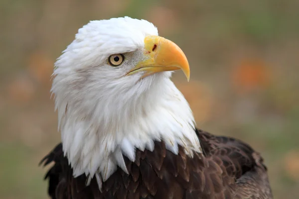 在佛罗里达州，北美的秃头鹰 (白头) — 图库照片