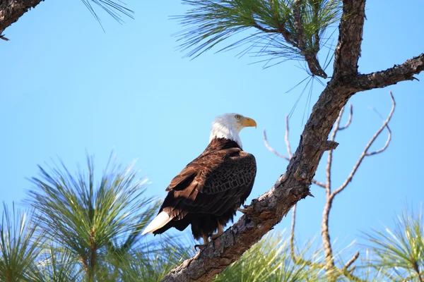 Bald Eagle (Haliaeetus leucocephalus) in Florida, North America — Stock Photo, Image