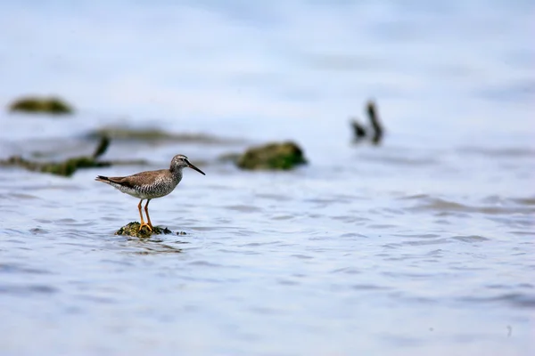 일본에서 회색 꼬리 Tattler (Tringa brevipes) — 스톡 사진