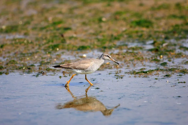 Sibirisk gråsnäppa (Tringa brevipes) i Japan — Stockfoto