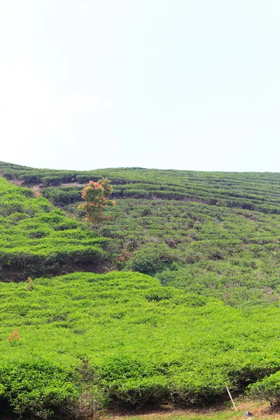 Indonesia, foglie di tè, campo, asia, alta, moutain, sumatra, asiatiche, piantagione, mt.kerinci, isola — Foto Stock