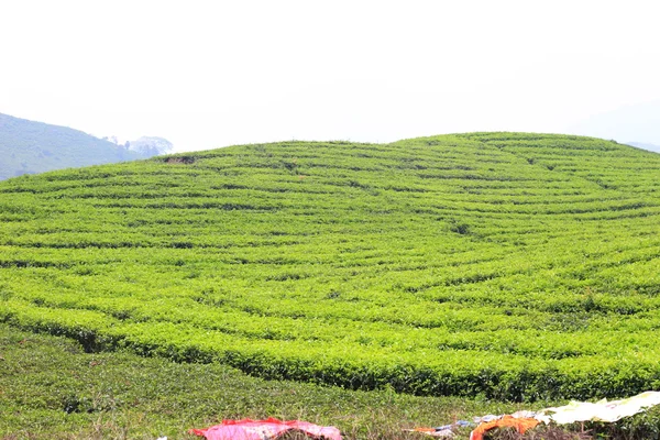 Indonesia, tea leaves, field, asia, high, moutain, sumatra, asian, plantation, mt.kerinci, island — Stock Photo, Image