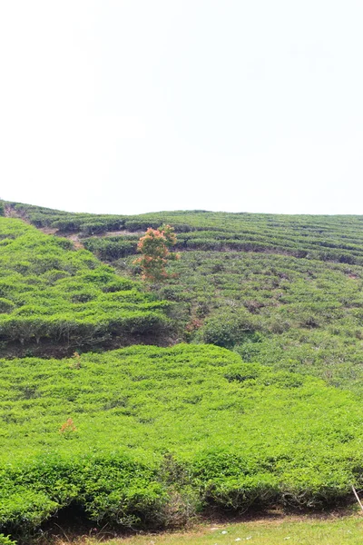Plantación de té en la isla de Sumatra, Indonesia — Foto de Stock