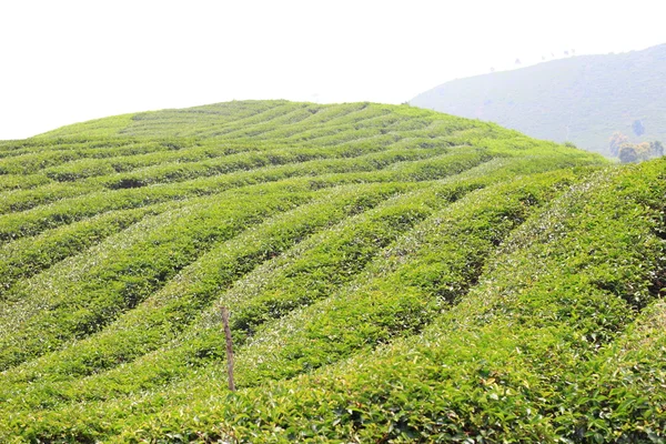 Plantación de té en la isla de Sumatra, Indonesia — Foto de Stock