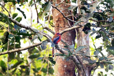 Kızıl saçlı Trogon (Harpactes erythrocephalus) Malezya