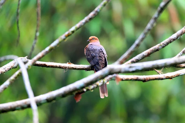 말레이시아에서 공연을 못하게 뻐꾸기-비둘기 (Macropygia unchall) — 스톡 사진
