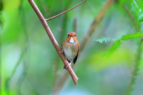 Рыжебровый Flycatcher (Anthipes solitaris) в Малайзии — стоковое фото