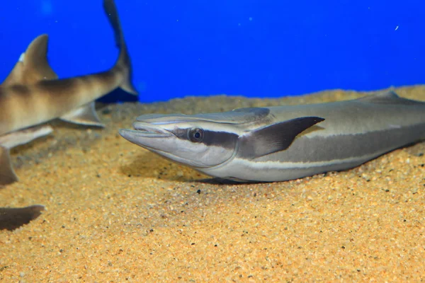 Chupa tiburones en vivo (Echeneis naucrates) en Japón —  Fotos de Stock