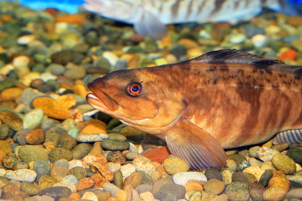 ホッケや日本でオホーツク ホッケ (Pleurogrammus azonus) — ストック写真