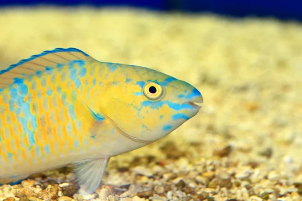 Japonya'da Palenose papağan (Scarus psittacus) — Stok fotoğraf