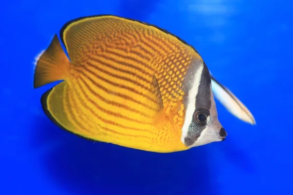 Japonya'da oryantal butterflyfish (Chaetodon auripes) — Stok fotoğraf