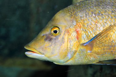 Alev renkli snapper veya Waigiu balığı (Lutjanus fulvus) Japonya'da