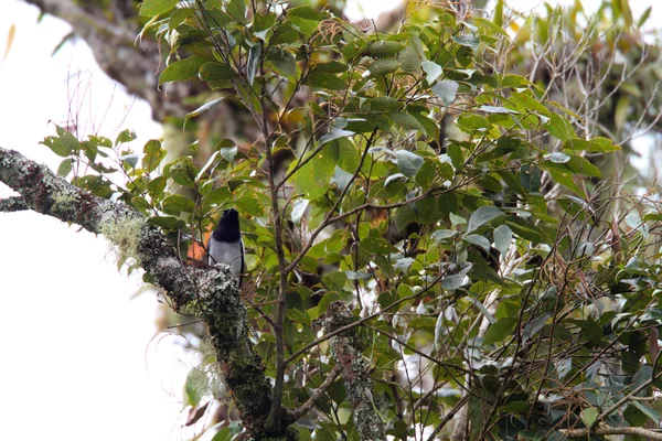 McGregor 's Cuckooshrike (Coracina polioptera) în Filipine — Fotografie, imagine de stoc