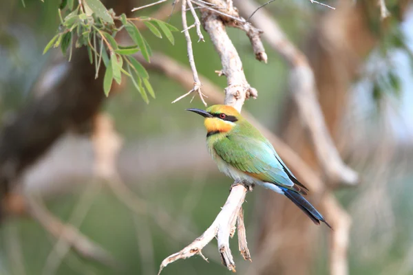 เรนโบว์บีทเทอร์ ( Merops ornatus) ในออสเตรเลีย — ภาพถ่ายสต็อก