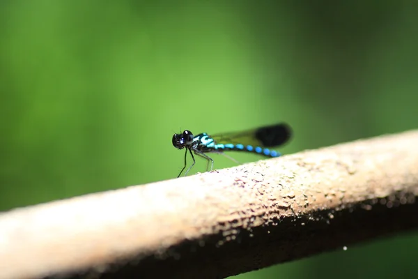 紫色のストリーム タイの宝石 (Heliocypha perforata) — ストック写真